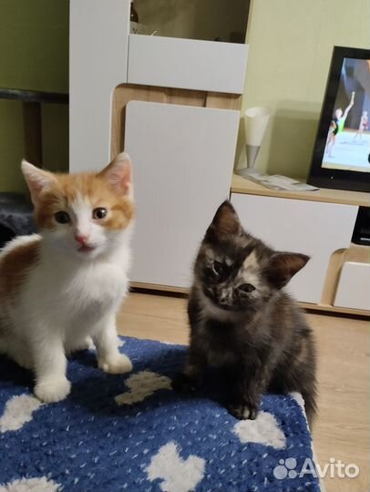 Отдам в добрые руки маленьких котят