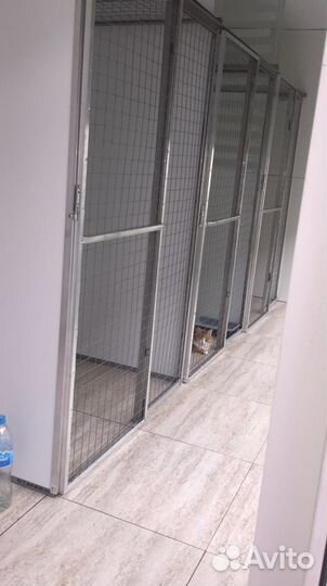 Передержка кошек