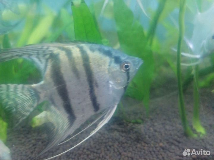 Аквариумные рыбки. Скалярии