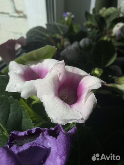 Глоксиния цветущая