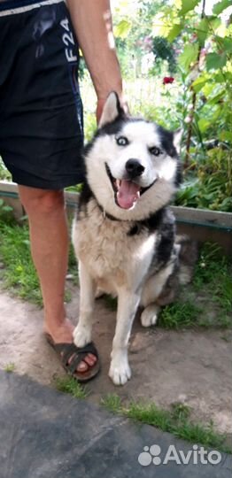 Хаски для вязки