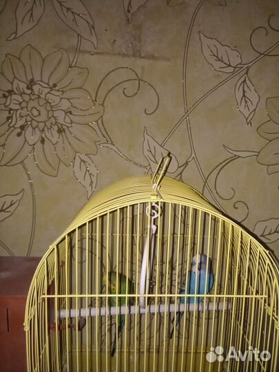 Волнистые папугаи