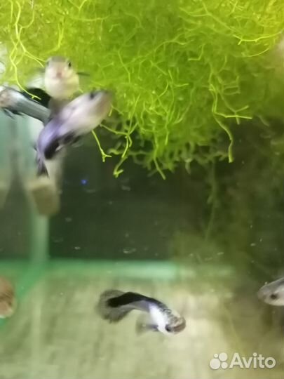 Гуппи Панда Меченосец вилка мхи