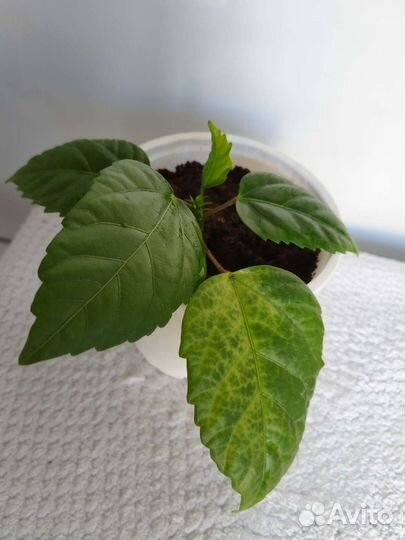 Гибискус, /китайская роза