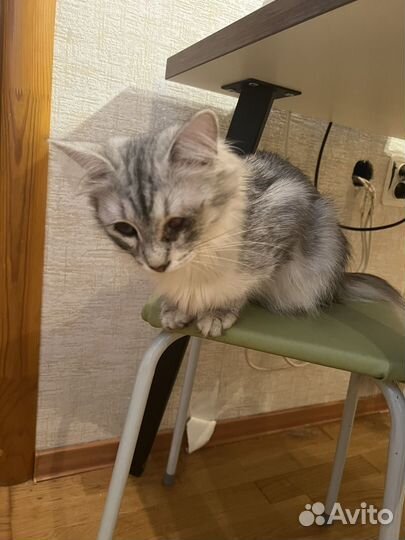 Кошка в добрые ручки