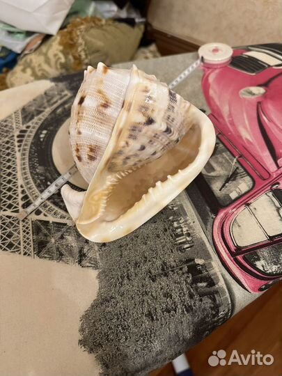 Ракушка морская большая