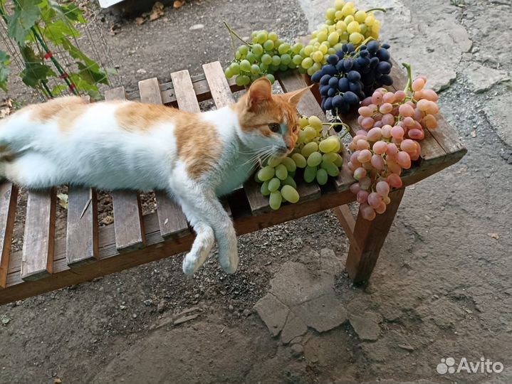 Саженцы и черенки винограда