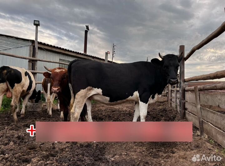 Продам двух быков и двух тёлок