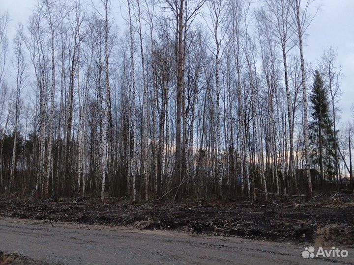 Лес кругляк береза