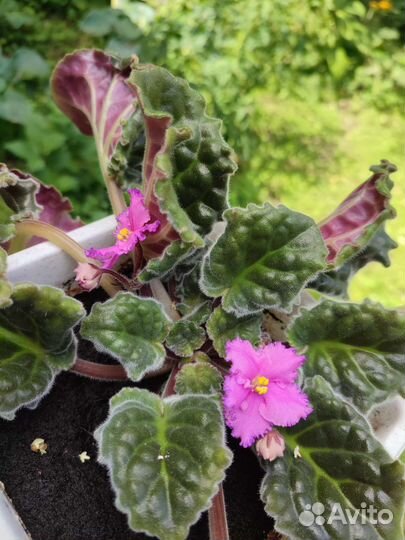 Фиалка сортовая привезу