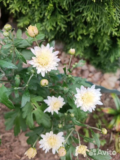 Хризантема