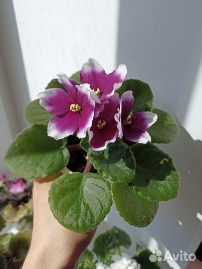 Фиалка Optimara My Love