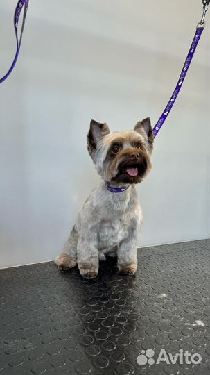 Груминг собак и кошек в салоне