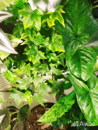 Хедера сортовая