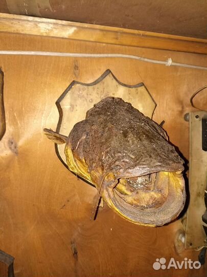 Чучело рыбы