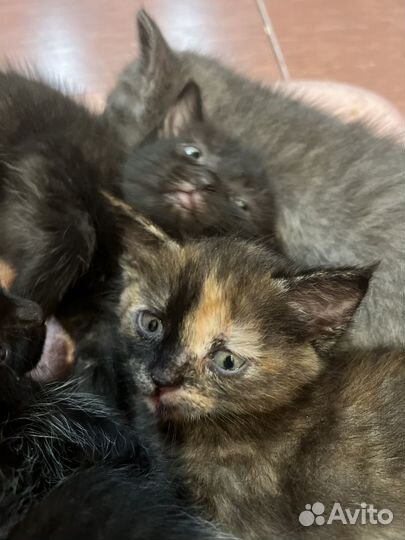 Котята в добрые руки