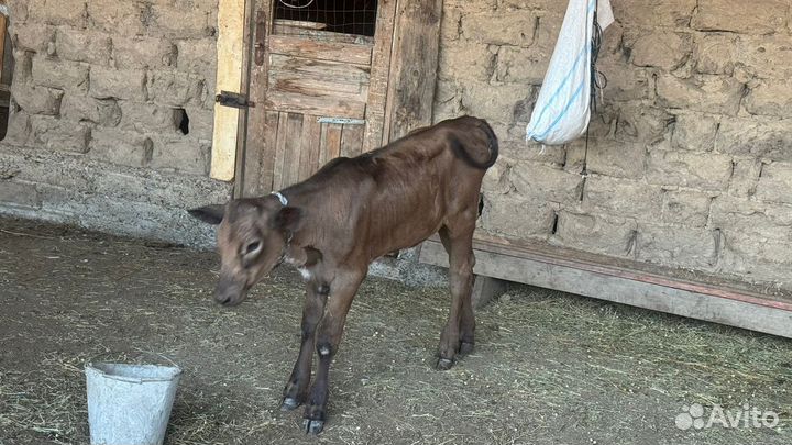 Корова с теленком