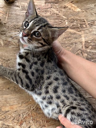 Бенгальские котята (гибриды ф1)