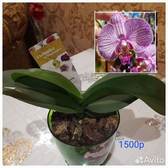 Орхидея фаленопсис