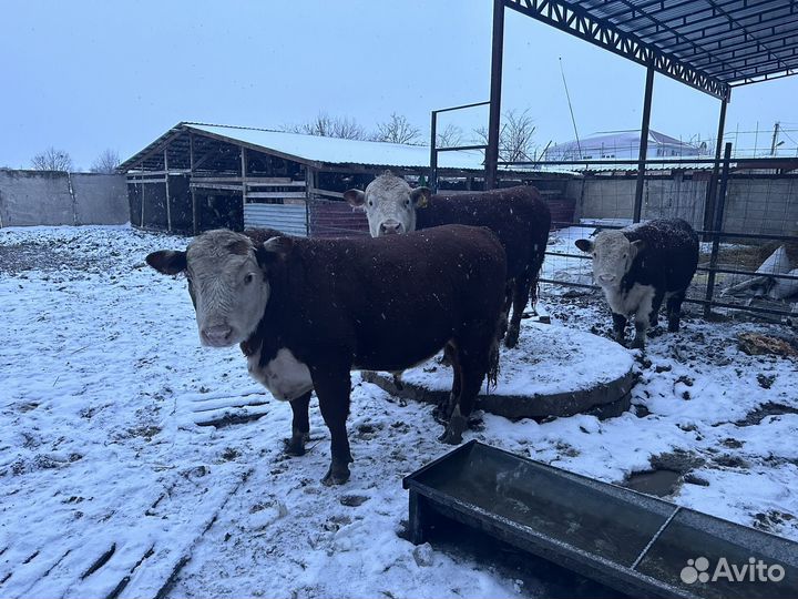 Бык герефорд на племя