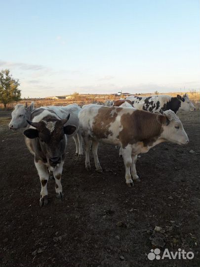 Продам коровы, телята, бычок