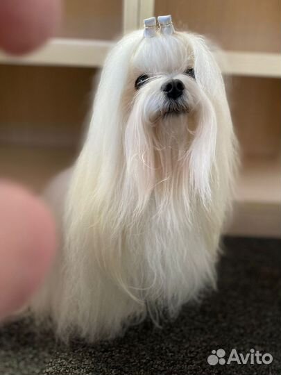 Вязка Мальтезе