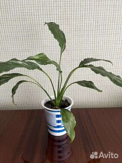 Спатифиллум (женское счастье)