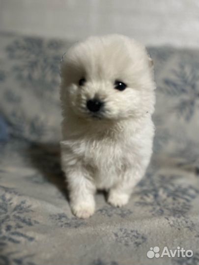 Щенки самоеда