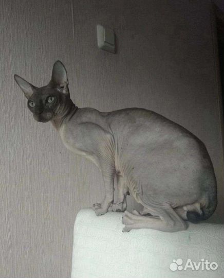 Котята донского сфинкса