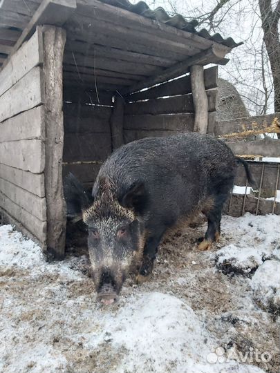 Свинья дикого кабана