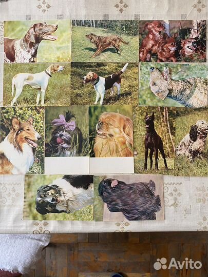 Открытки СССР, Породы Собак, 1969, СССР