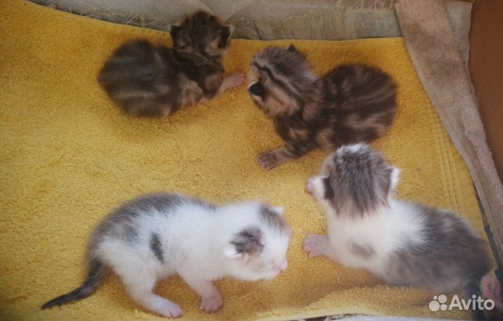 Продам котят английские веслоухие