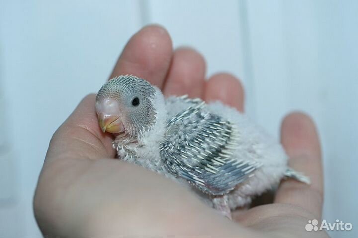Попугайчики молоденькие волнистые,ручные из гнезда
