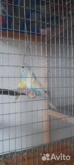 Птенцы волнистый попугай
