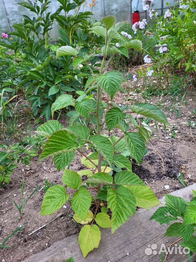 Саженцы малины, сорт 