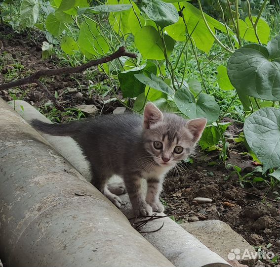 Отдам котенка в добрые руки