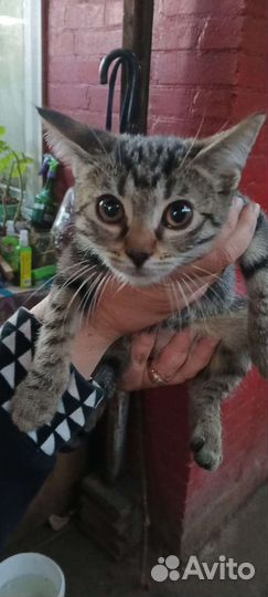 Котик в дар