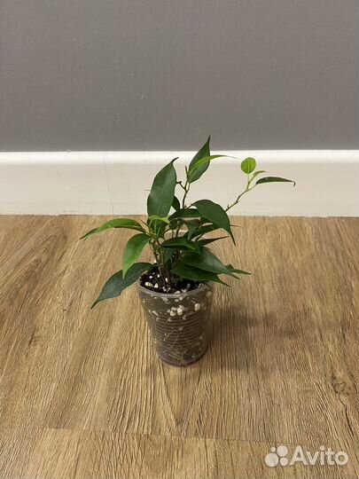 Фикус бенджамина