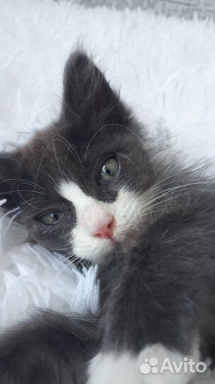 Котята в добрые руки приучены к лотку