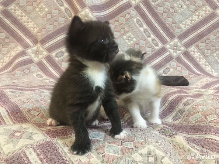 Котята в добрые руки бесплатно