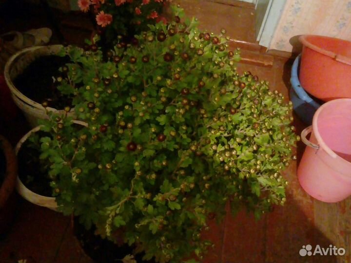 Хризантемы мультифлора