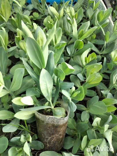 Рассада цветов эустома