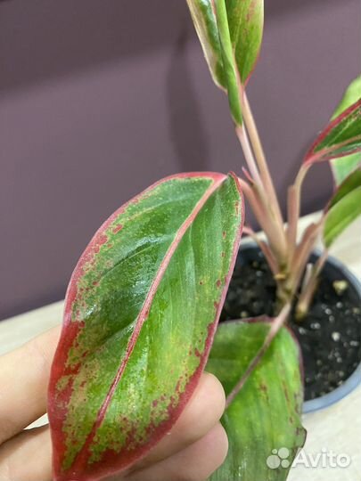 Аглаонема Крит