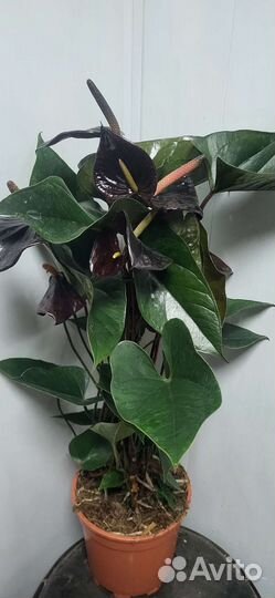 Комнатные растения цветы антуриум разные