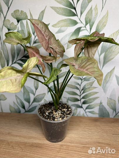 Сингониумы