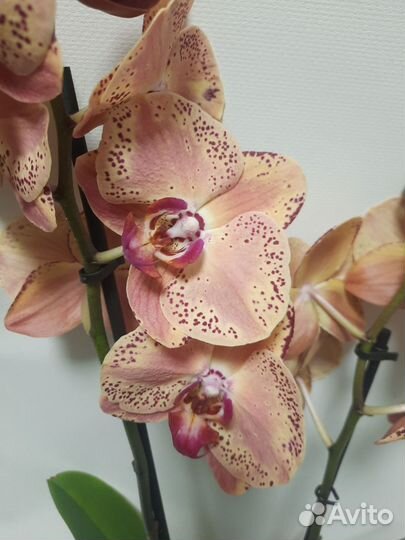 Орхидея Персик