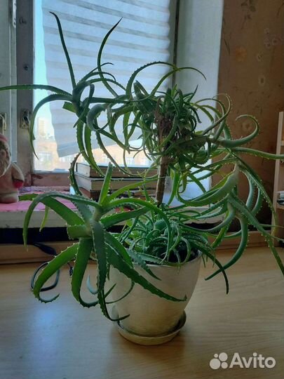 Алоэ в красивом горшке