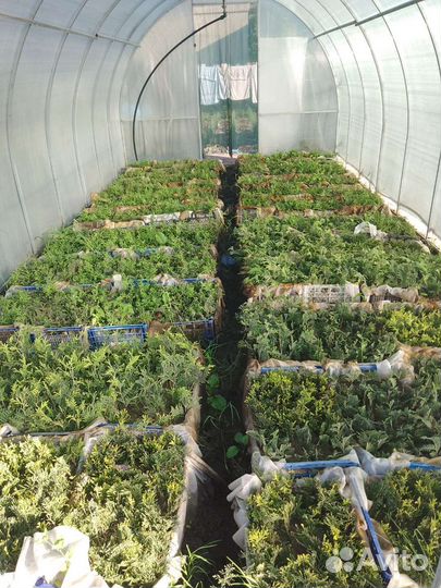 Саженцы туй