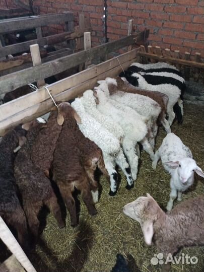 Овцы бараны ягнята