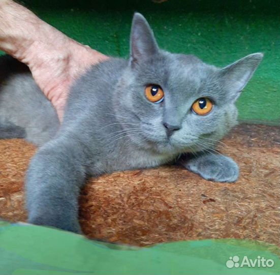 Котёнок британец